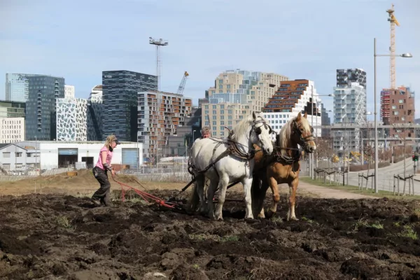 Horse plough in Losæter. Photo by Vibeke Hermanrud